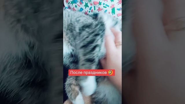 Похвастался 🤣
⠀
#юмор #послепраздников #кареглазаяблондинка #AlinaKlyukva #люблюкошек