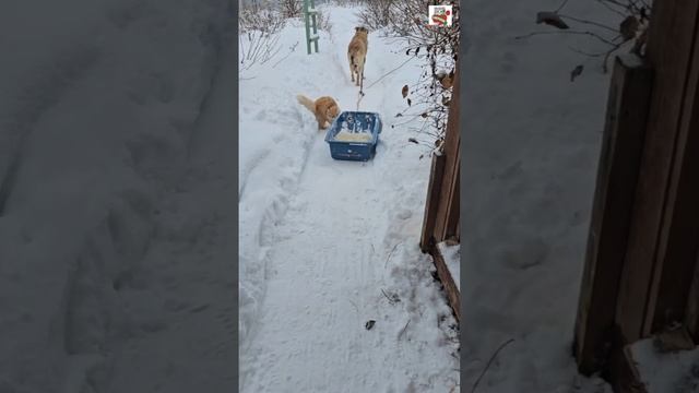 Пикселюша запомнил то что Пуся не пустила его в машину 🐶🚙😼🤜😽