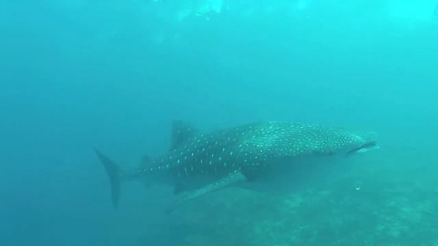 Maldives Whale Shark