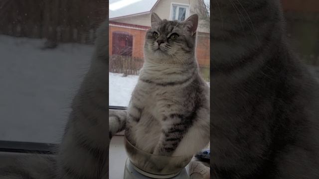 Уместилась 😼