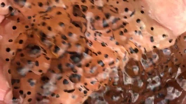 питомник лягушек, икра лягушек frog nursery, frog caviar