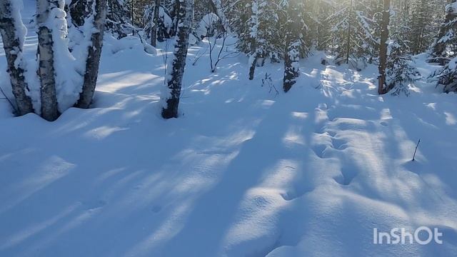 Проверка ловушек на соболя.