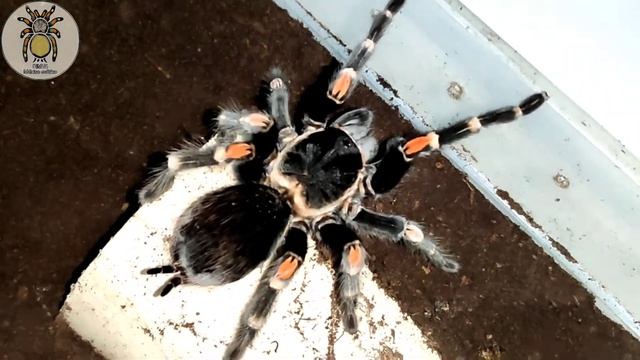 Brachypelma auratum, lo básico | México exótico