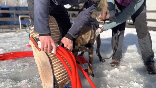 Малинуа ❤️Джанико❤️ Экскалибур &Ельбруна 7 месяцев на тренировке по мондьорингу.