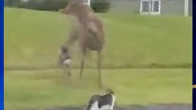 Кот и пес Вдвоем на оленя
