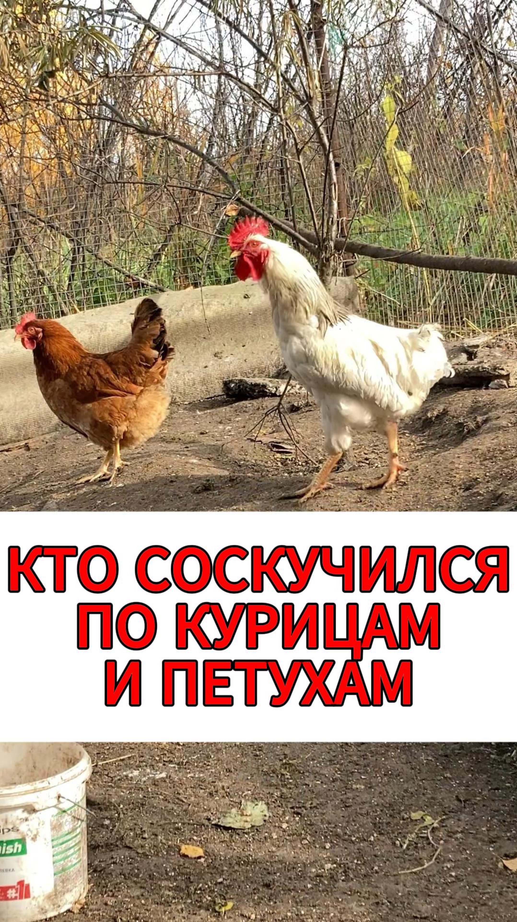 КУКАРЕКУУУУ🐔 #петух #курица #наседка #кукареку #алтай #участок #путешествие #друг #rutube