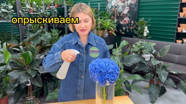 Уход за букетом из гортензий