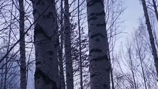 Весенняя Охота на Глухаря,,,Заставляем Молодого Глухаря Петь ,,,