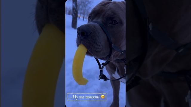 У нас в семье бойцофская- только хозяйка  #ambully #bully #love #reels #top #viral #trending #dog