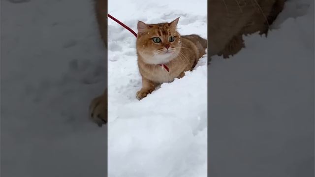 Красивая русская зима! И Кот! :)