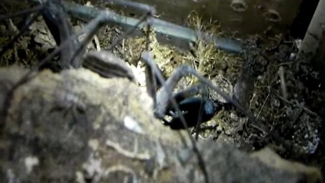 Tailess Whip Scorpion Eating 1