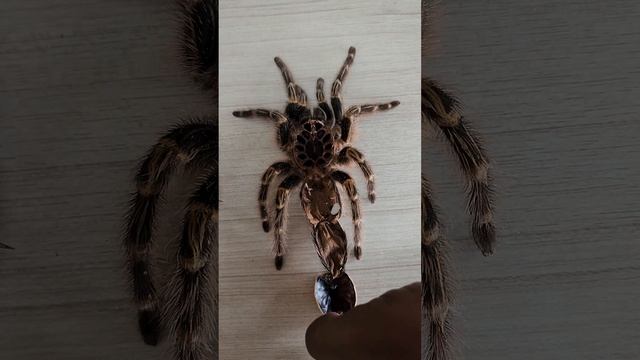 How to Identify gender of Golden Knee Tarantula (Grammostola Pulchripes) - Tamil Version