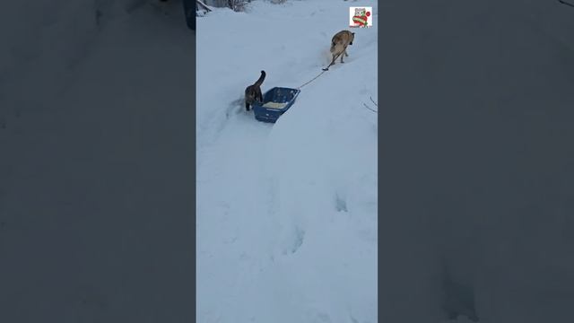 Пуся тоже хочет научиться на машине кататься 🐶🚙🐈