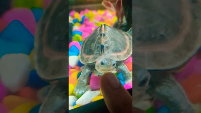 Indian Roofed Turtle trying to bite 😄