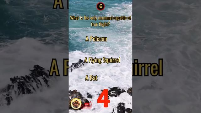 Who am I? Guess the Animal! --P1-6 #shorts