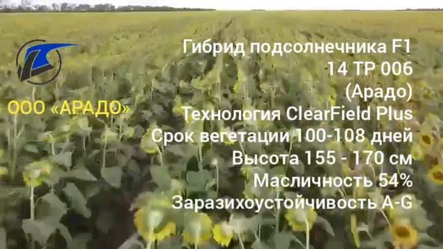 Гибрид подсолнечника 14 ТР 006 Арадо