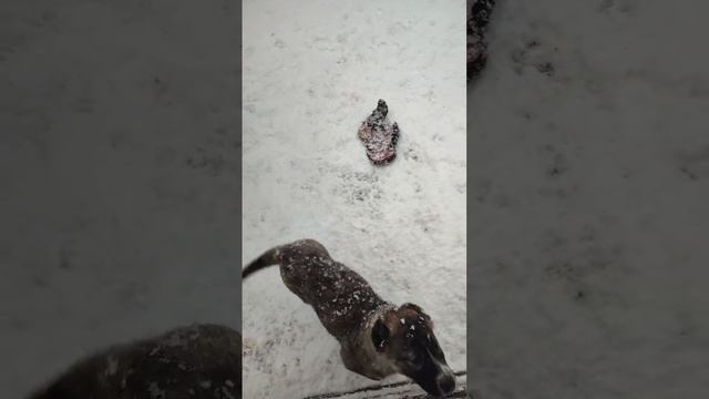 тарзан сын гороча и гюрза