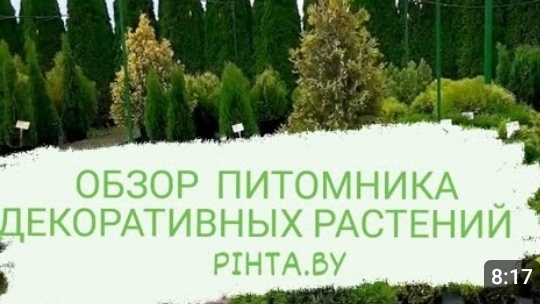 Обзор питомника декоративных растений Pihta.by. Ассортимент растений.Гомельская обл., аг. Красное.