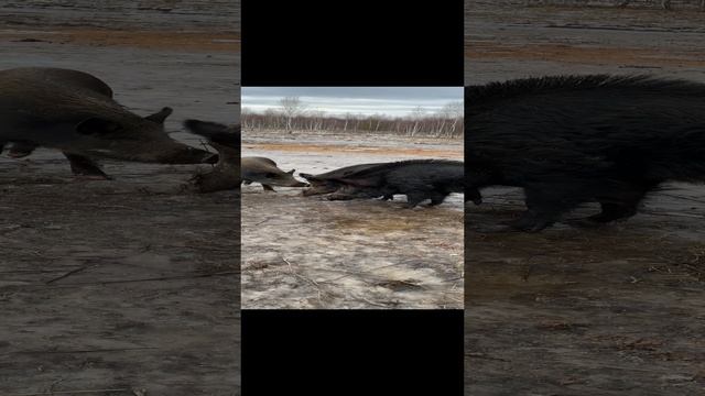 10-01-2025 Охота на кабана