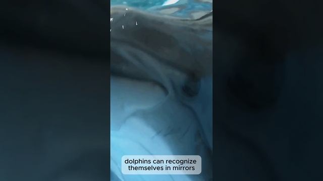 Mind Blowing Dolphin Facts You Didn't Kn