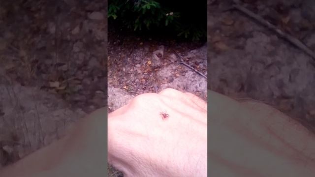 Плоские мухи в лесу .