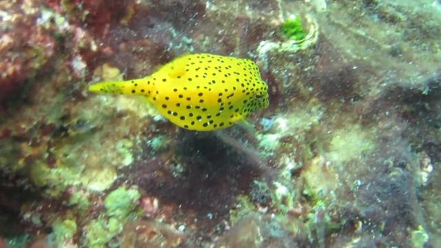 Yellow boxfish @ Similan islands