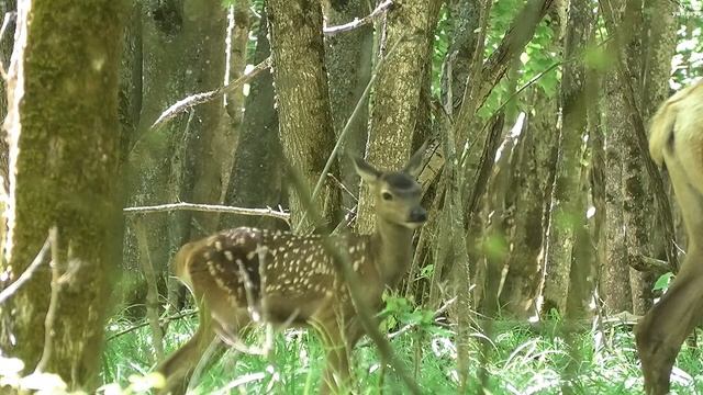 Оленёнок в недельном возрасте почти не отстаёт от матери || Red deer cub