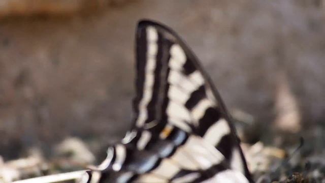 Zebra Swallowtail Butterfly (Slow Motion)