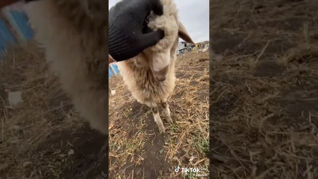 Лицо настоящее не показано на видео тг канал👇 https://t.me/+gRuIw-qprKEzYmVi