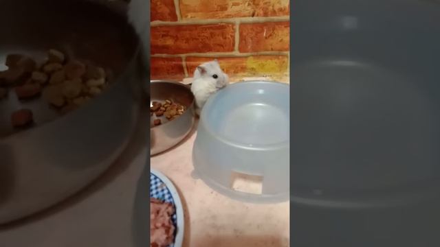 помогите пожалуйста найти кота! г Ярославль. котик полностью глухой!