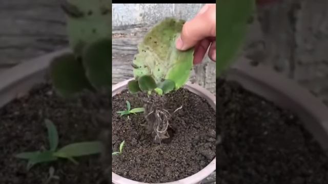 Способы укоренения цветов.