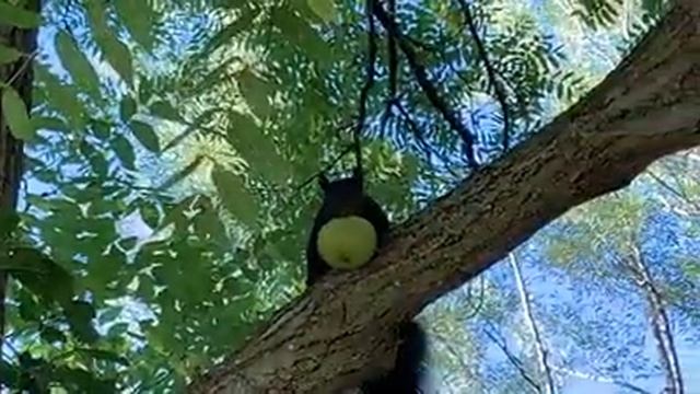 Just a black squirrel//Чёрная белка