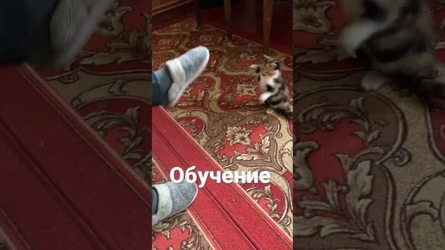 Обучение кошки#котята #кошкивидео #2022 #приколы #топ #кошкирулят #кошки #котейка #реки #котенок