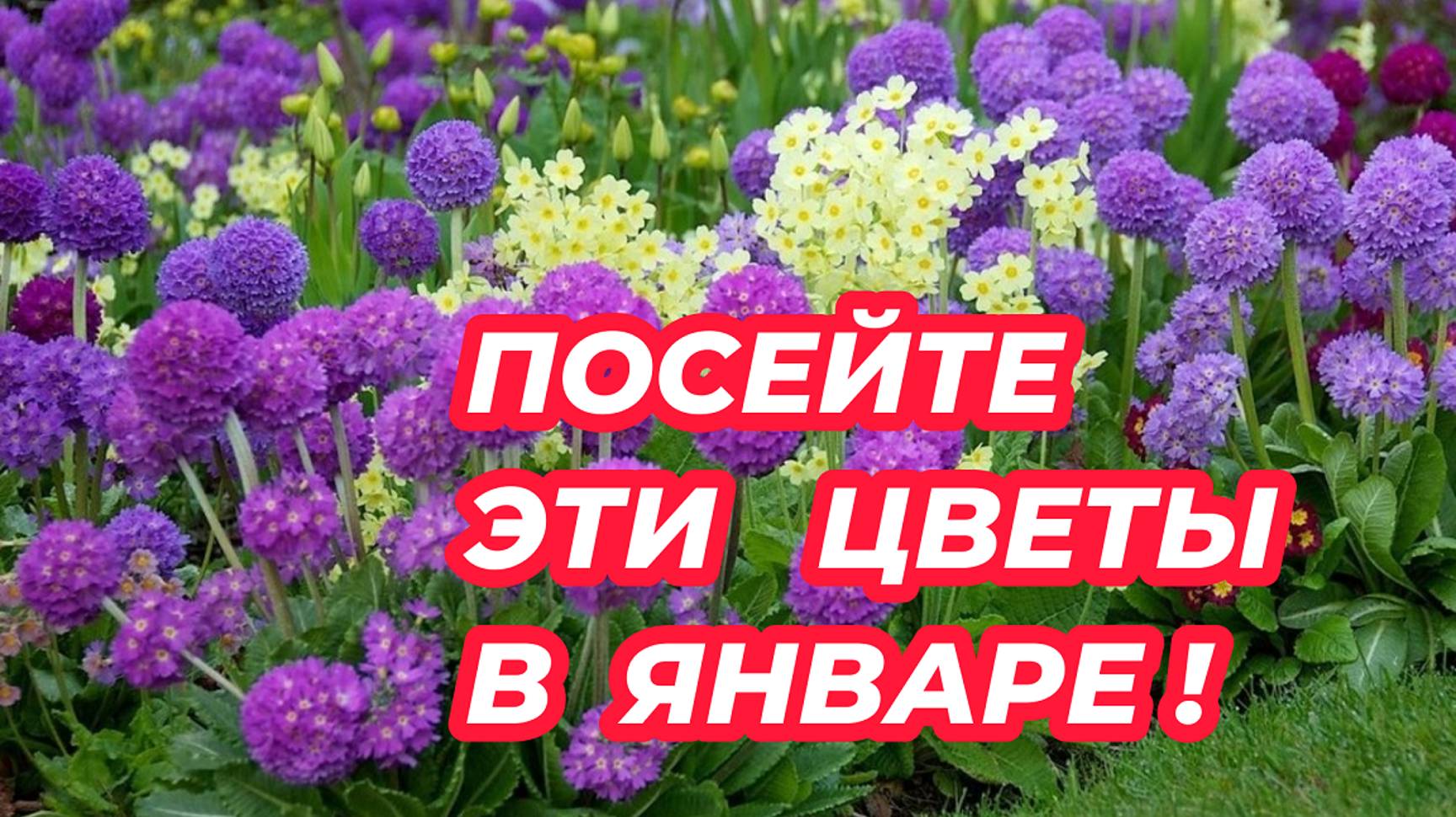 ЧТО ПОСЕЯТЬ В ЯНВАРЕ 2025? Красивоцветущие многолетники, которые стоит посеять в январе на рассаду