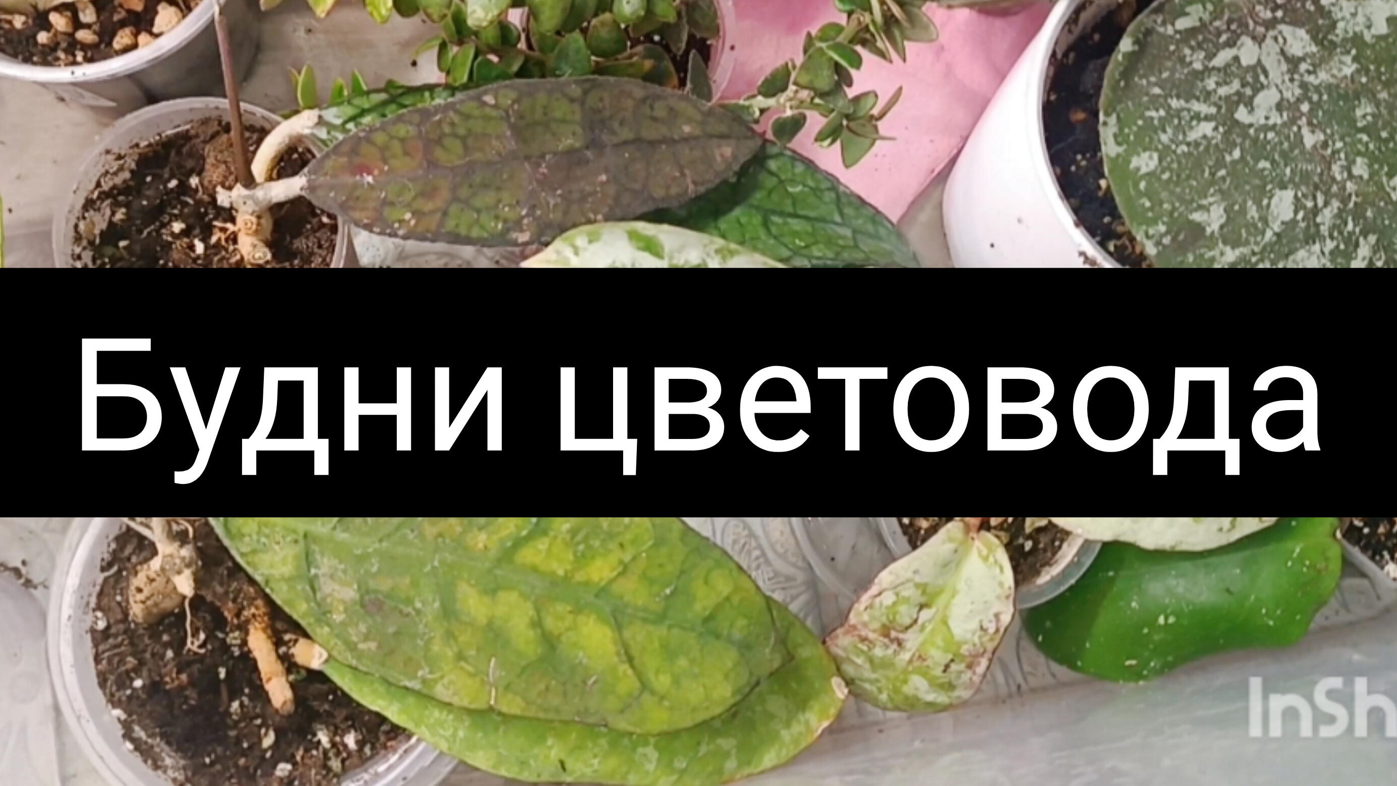 будни цветовода