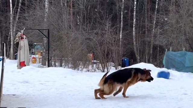 Правильная немецкая овчарка Альберт. Школа дрессировки  Клевер.