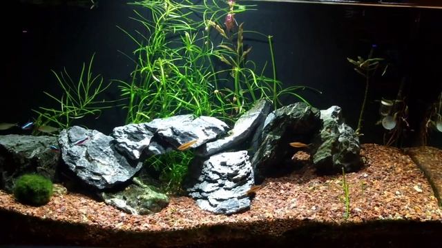 34 gallon with cherry barbs