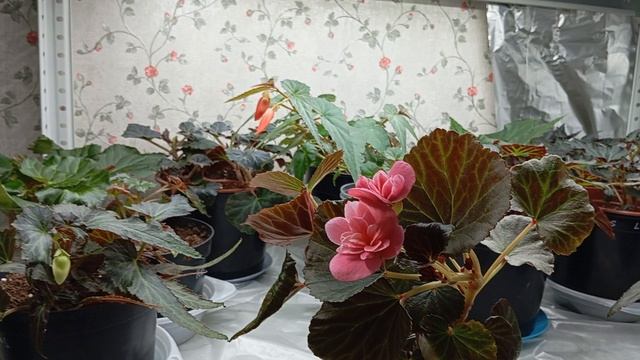 Бегония Элатиор Севика(Begonia Elatior CEVECA)