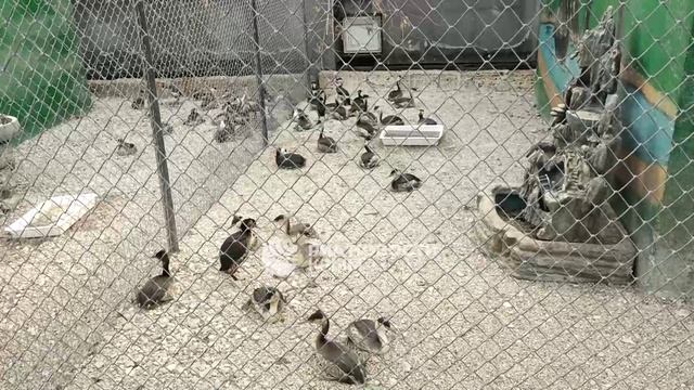 Как в Крыму лечат пострадавших от мазута редких птиц
