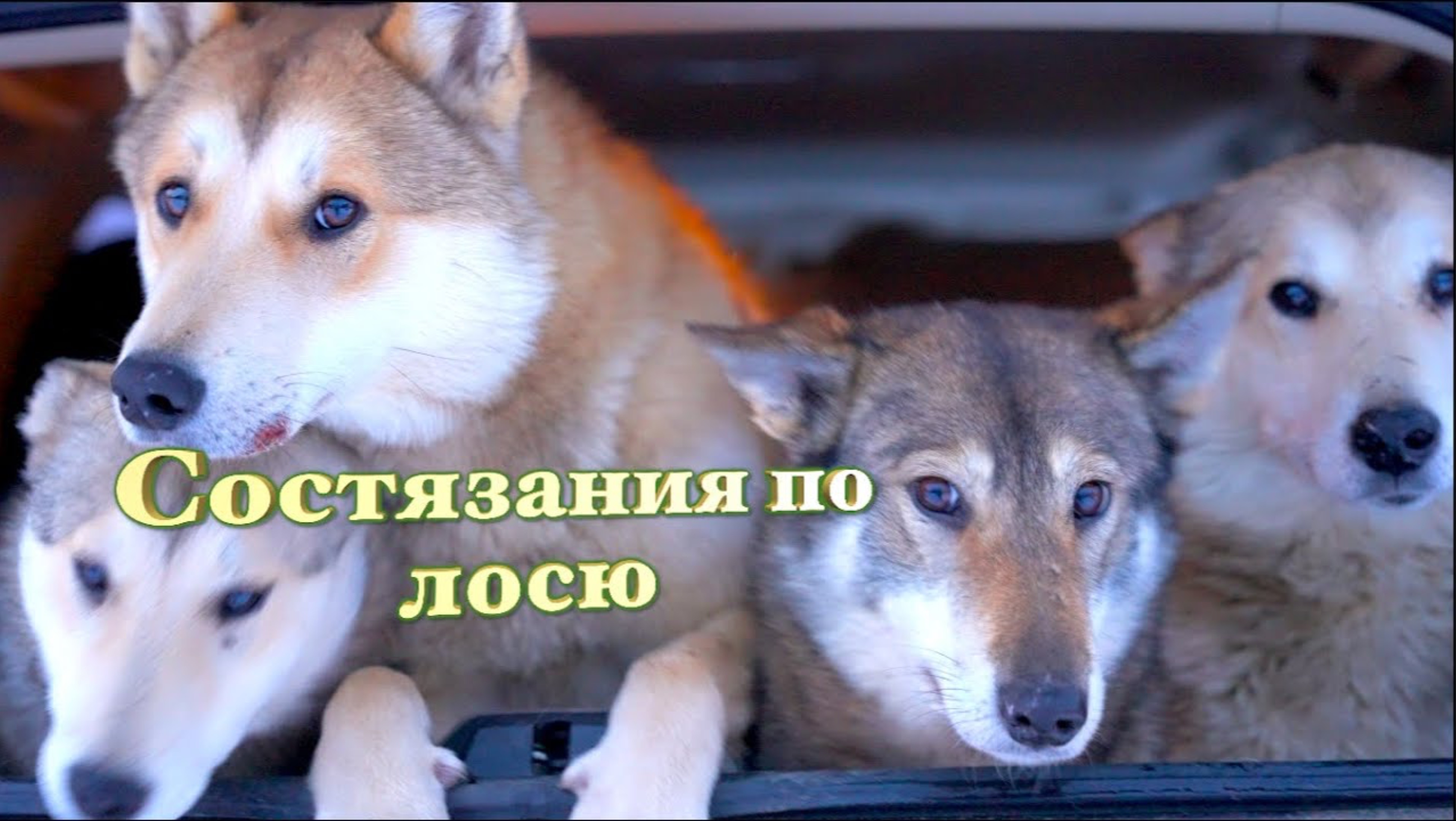 Бегаем за лосями в Удмуртии. Иногда догоняем, но это непросто.....