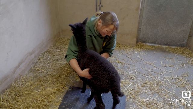 Ruth weighing Helen the Alpaca - Cannon Hall Farm