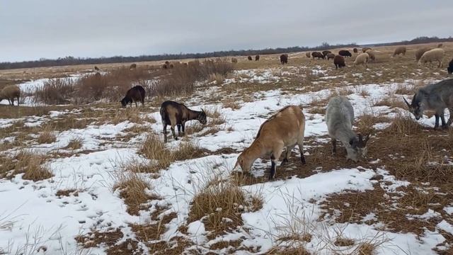 СКОЛЬКО ЖЕ ПАСТИ ОВЕЦ И КОЗ ПО ВРЕМЕНИ? Сколько часов нужно пасти овец и коз?