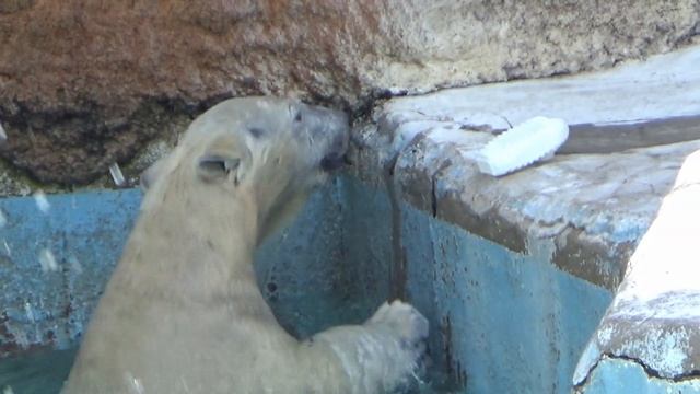 【シロクマの1分動画＃144】籠から覗くホウちゃん💗【天王寺動物園】