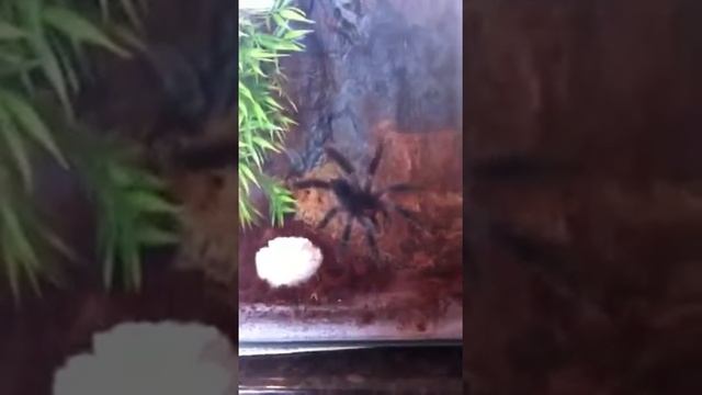 Avicularia Metallica on the move