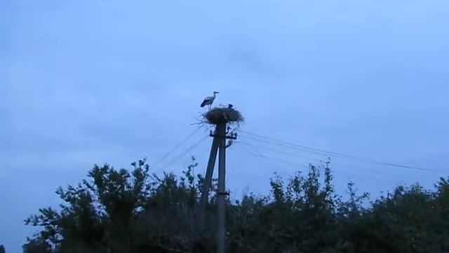 Гнездо Аиста