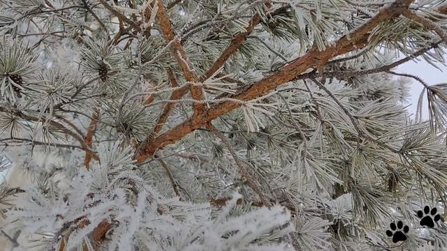 Звёздочки на иголках сосны. Иней на елках