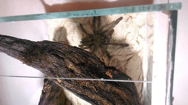 Nové Terárium pro Psalmopoeus cambridgei - REHOUSING 2