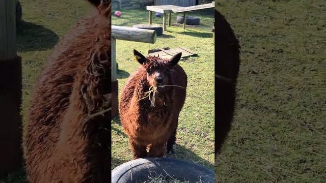 meeting Llamas At Mottingham College vlog 27  he’s names called Charlie Brown lol 👍😭😂😂👍