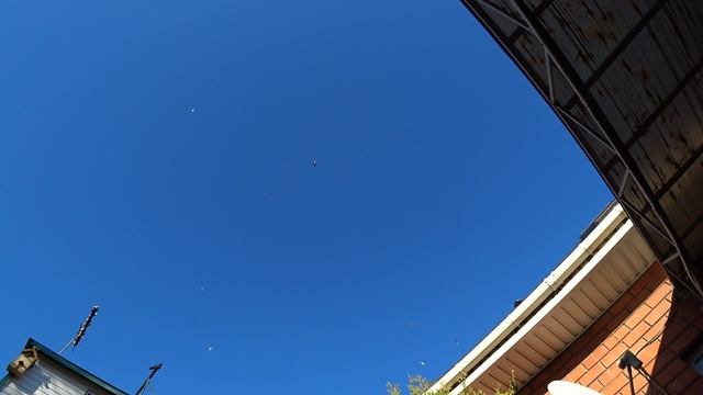 10.01.25 г. Андижанские голуби (6)