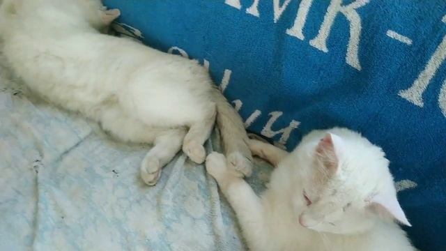 Мои белые медведи.
